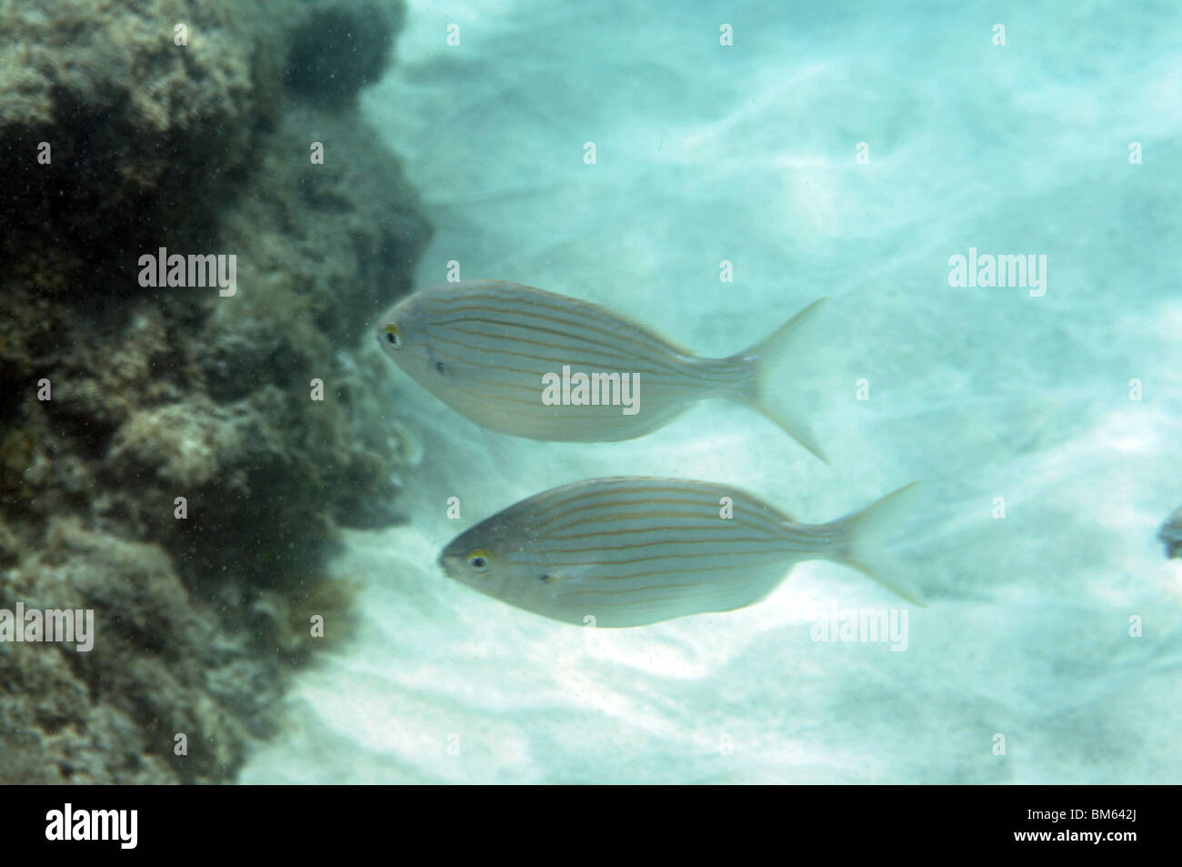 Unterwasserbilder von zwei Fische Stockfoto