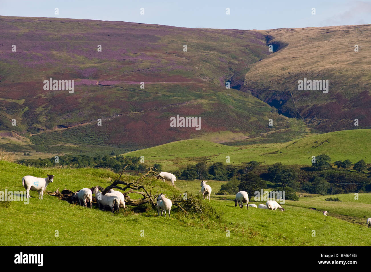 Schafe in der Nähe von Chipping, Lancashire, England, mit Wolf fiel in die Bowland Fells hinter Stockfoto