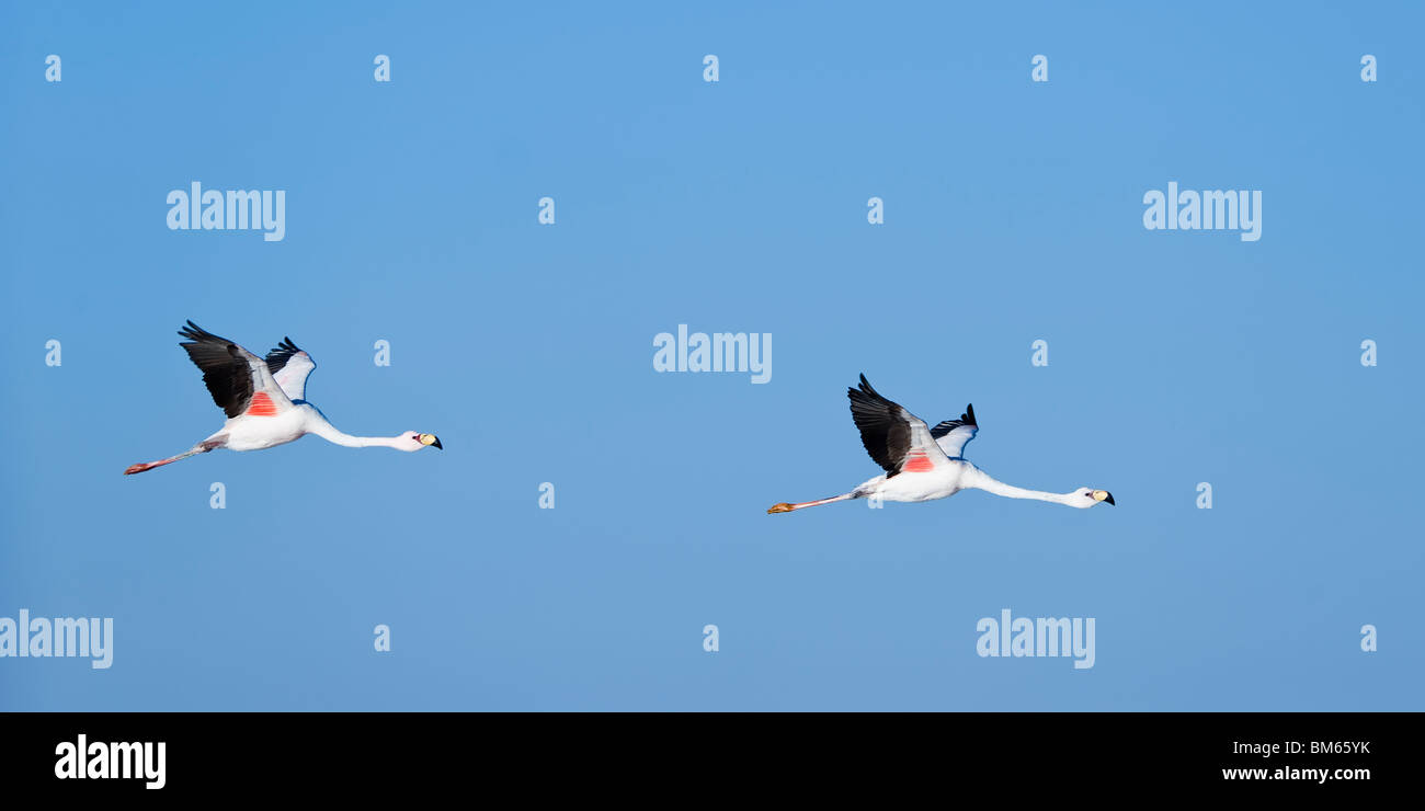 Puna oder Jamess Flamingos (Phoenicoparrus Jamesi), Laguna de Chaxa, Atacamawüste, Chile Stockfoto