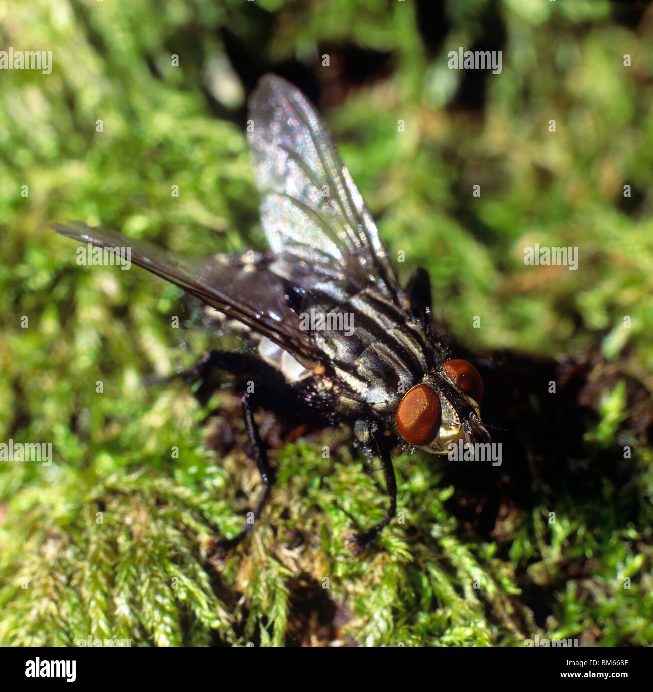 Fleisch-Fly (Sarcophaga Carnaria) auf Moos. Stockfoto