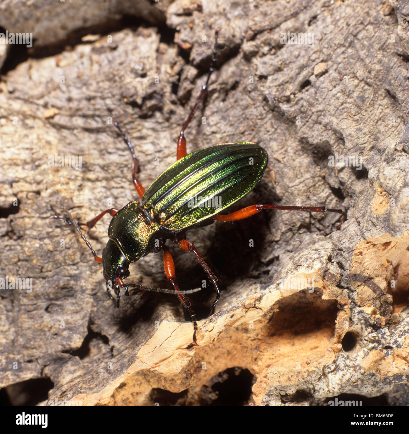 Goldenen Boden Käfer (Carabus Auratus). Erwachsenen auf Rinde. Stockfoto