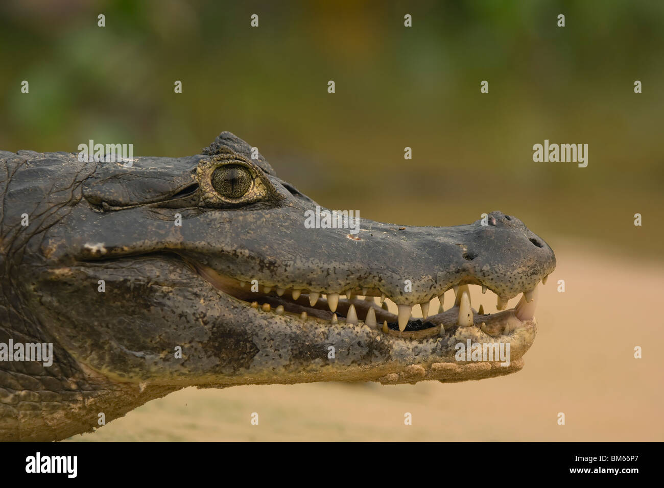 Caiman Yacare, Alligatoridae Familie, Pantanal, Mato Grosso, Brasilien Stockfoto