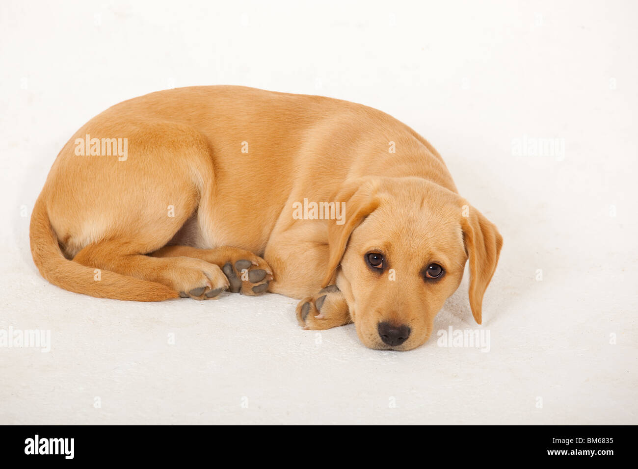 Gelber Labrador-Welpe-Ausschnitt-Porträt Stockfoto