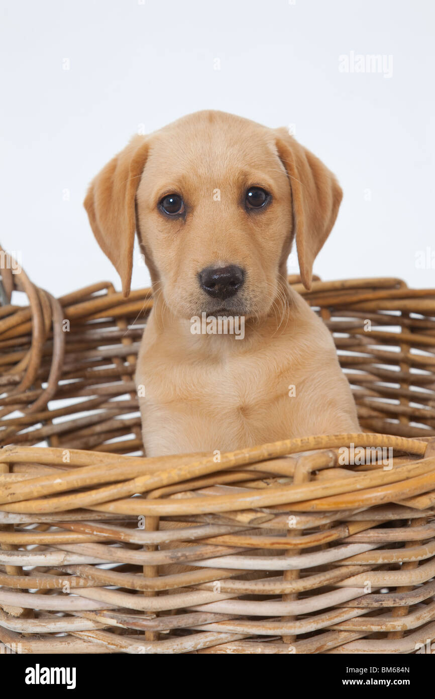 Gelbe Labrador Welpe 15 Wochen alt Stockfoto