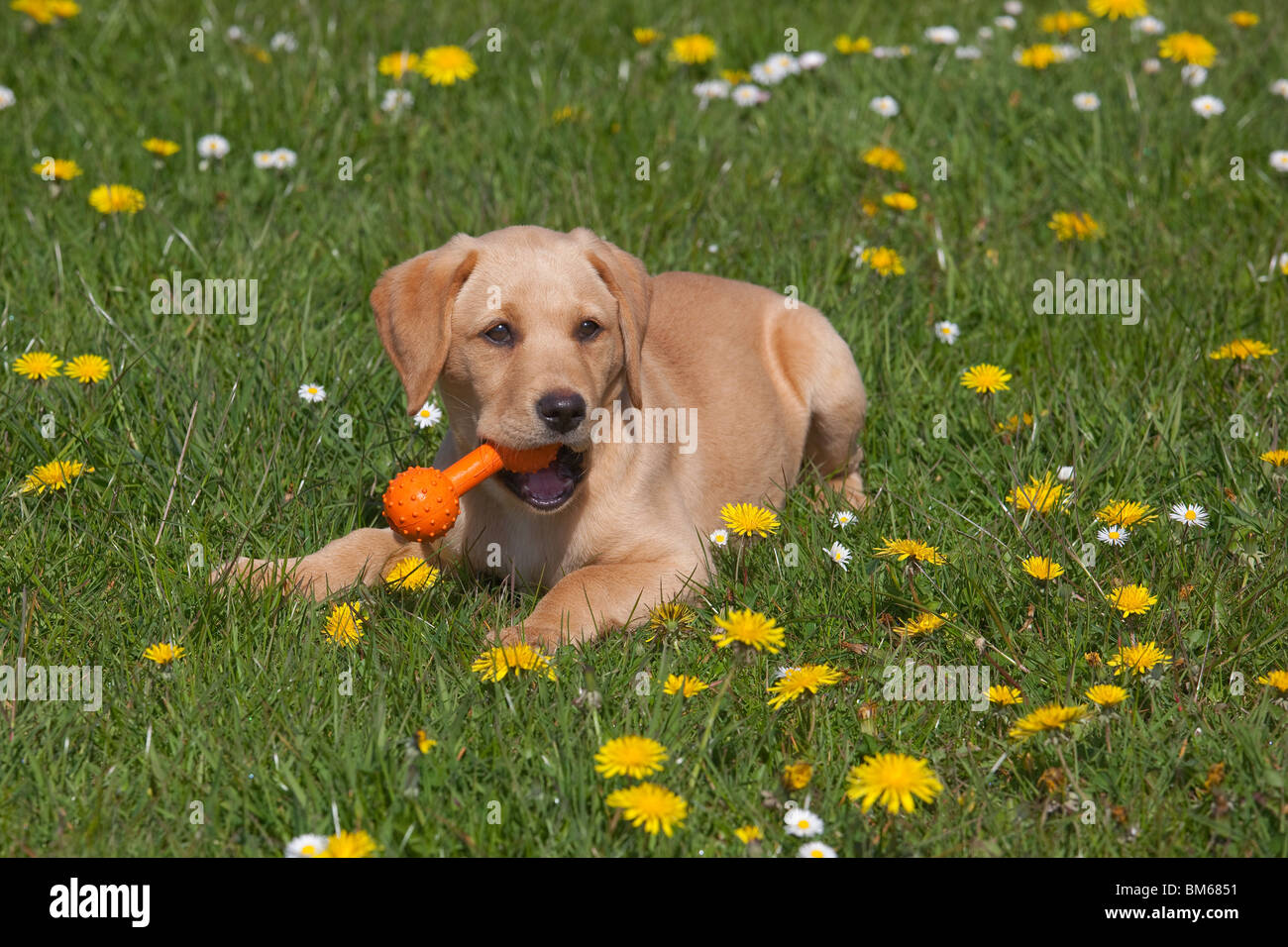 Gelber Labrador-Welpe draußen in Blumenwiese Stockfoto