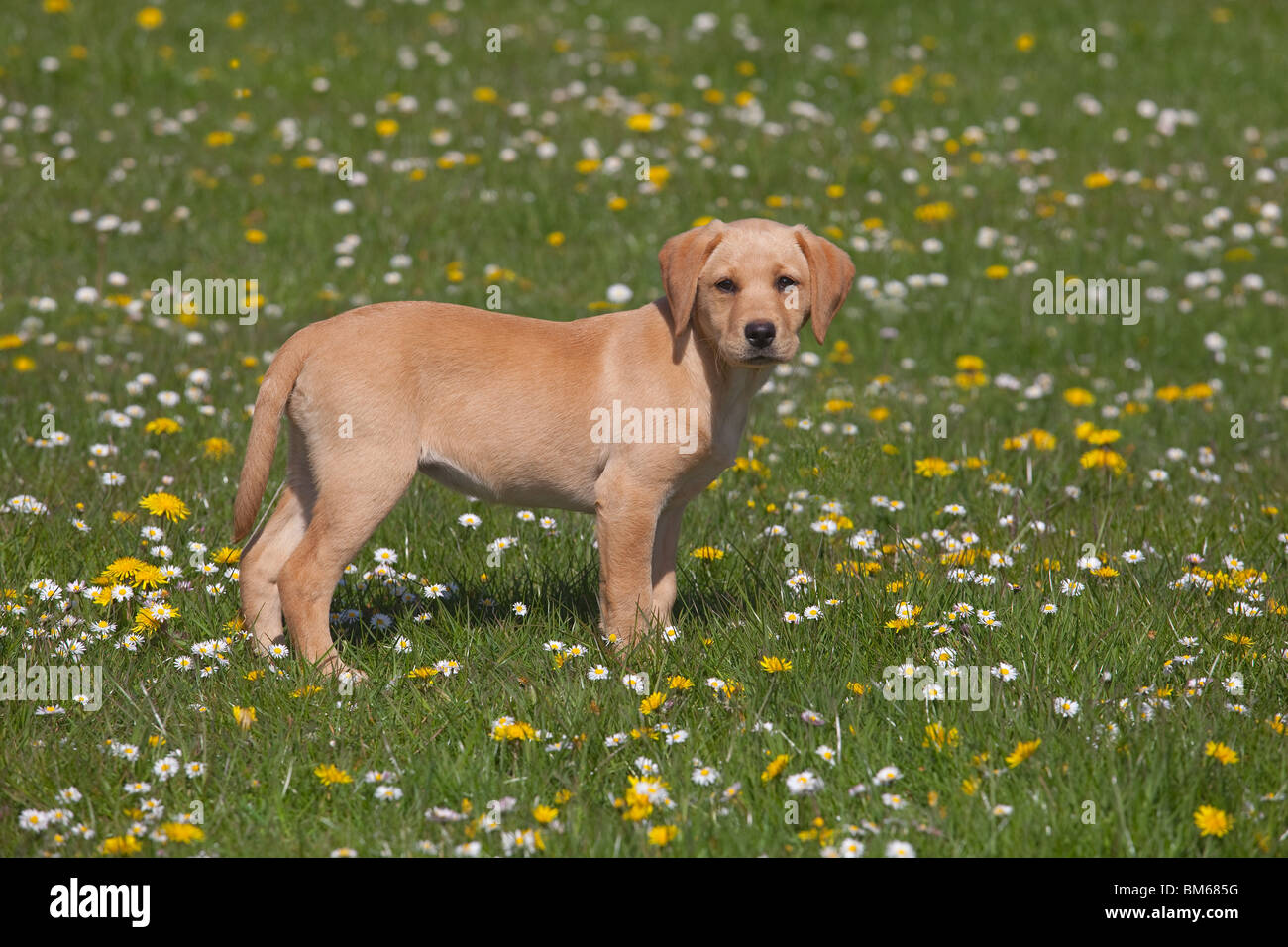 Gelber Labrador-Welpe draußen in Blumenwiese Stockfoto