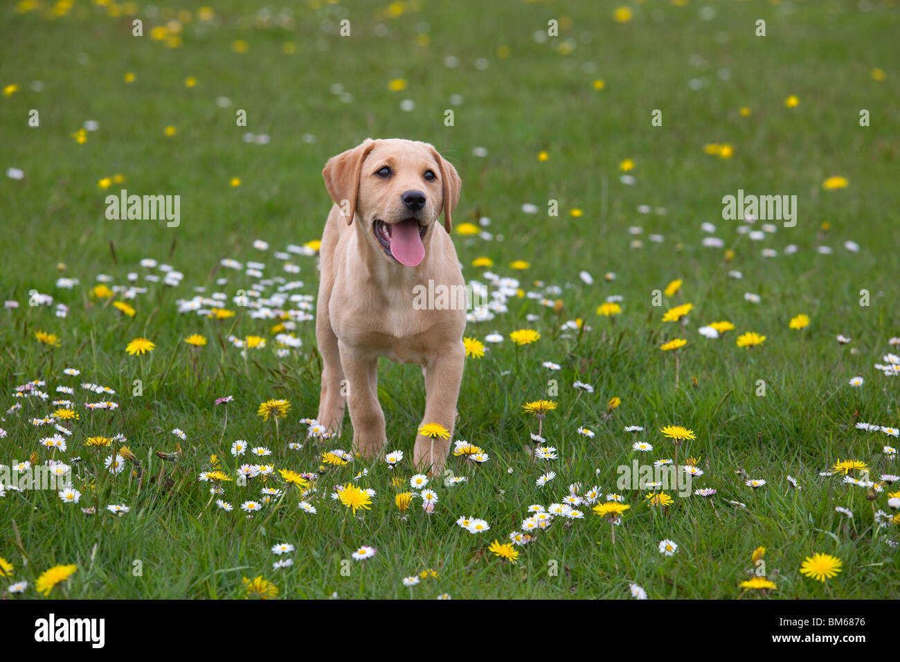 Gelber Labrador-Welpe draußen in Blumenwiese Stockfoto