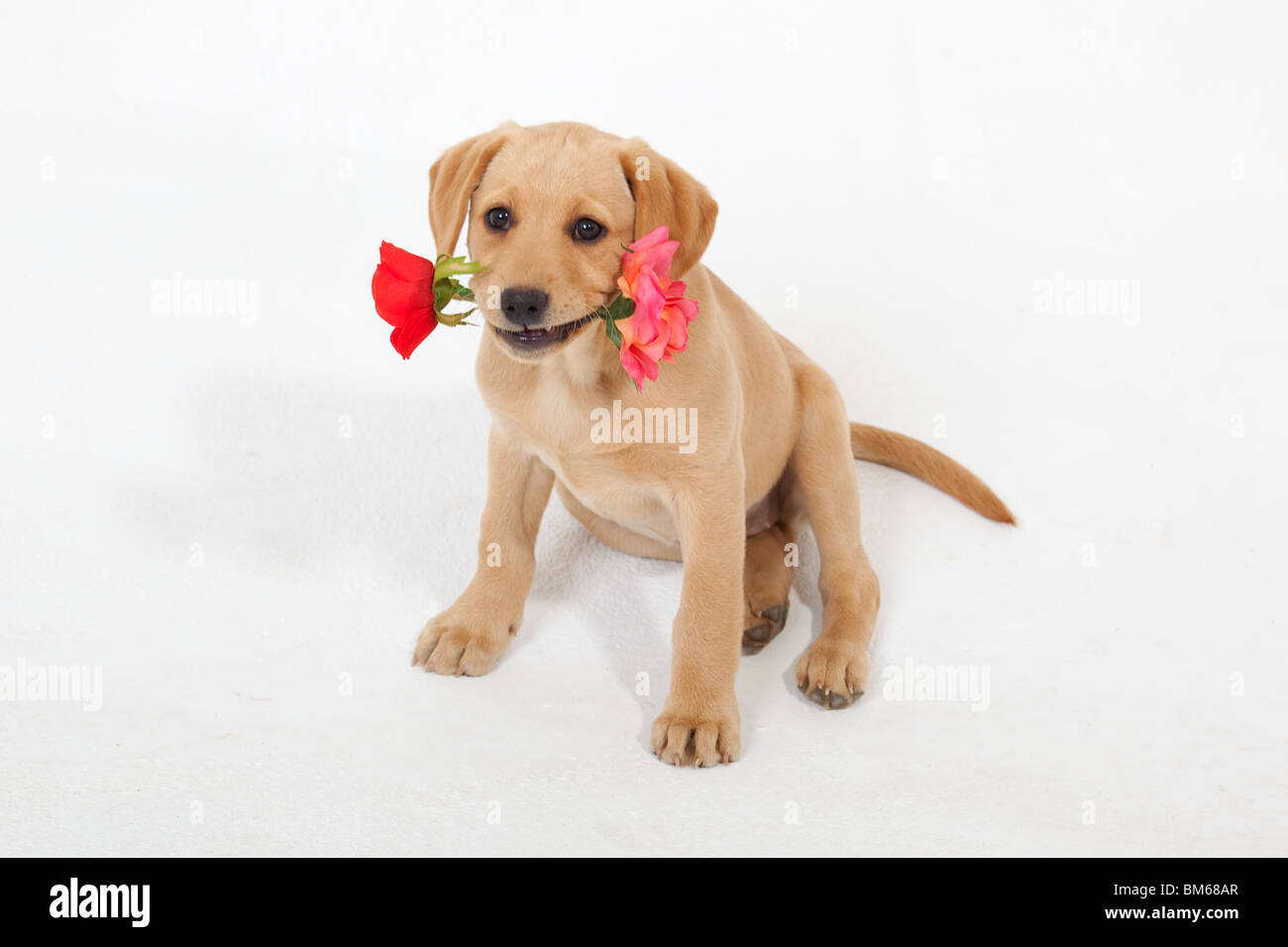 Gelber Labrador-Welpe mit Valentine rose Stockfoto