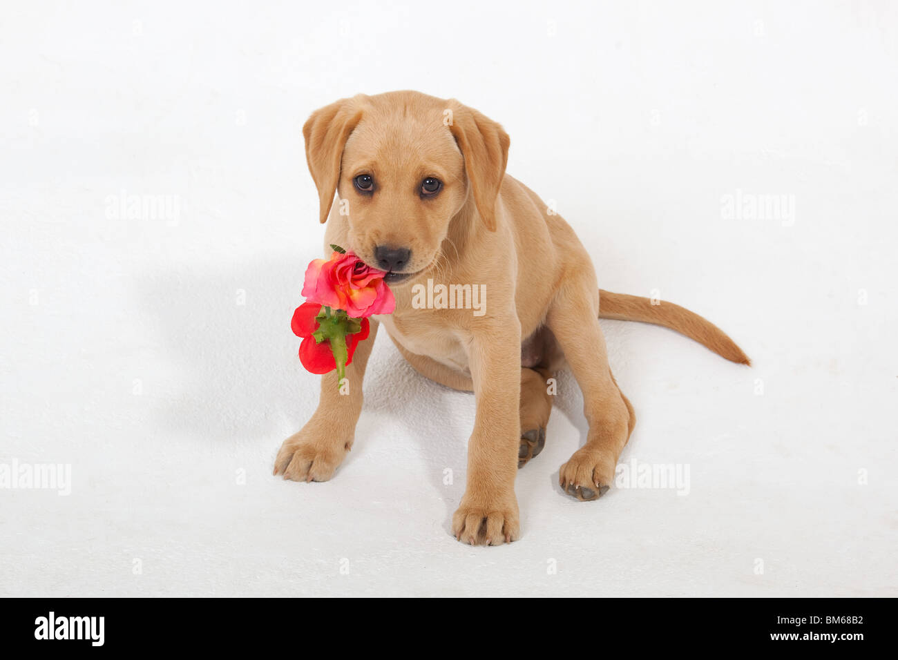 Gelber Labrador-Welpe mit Valentine rose Stockfoto