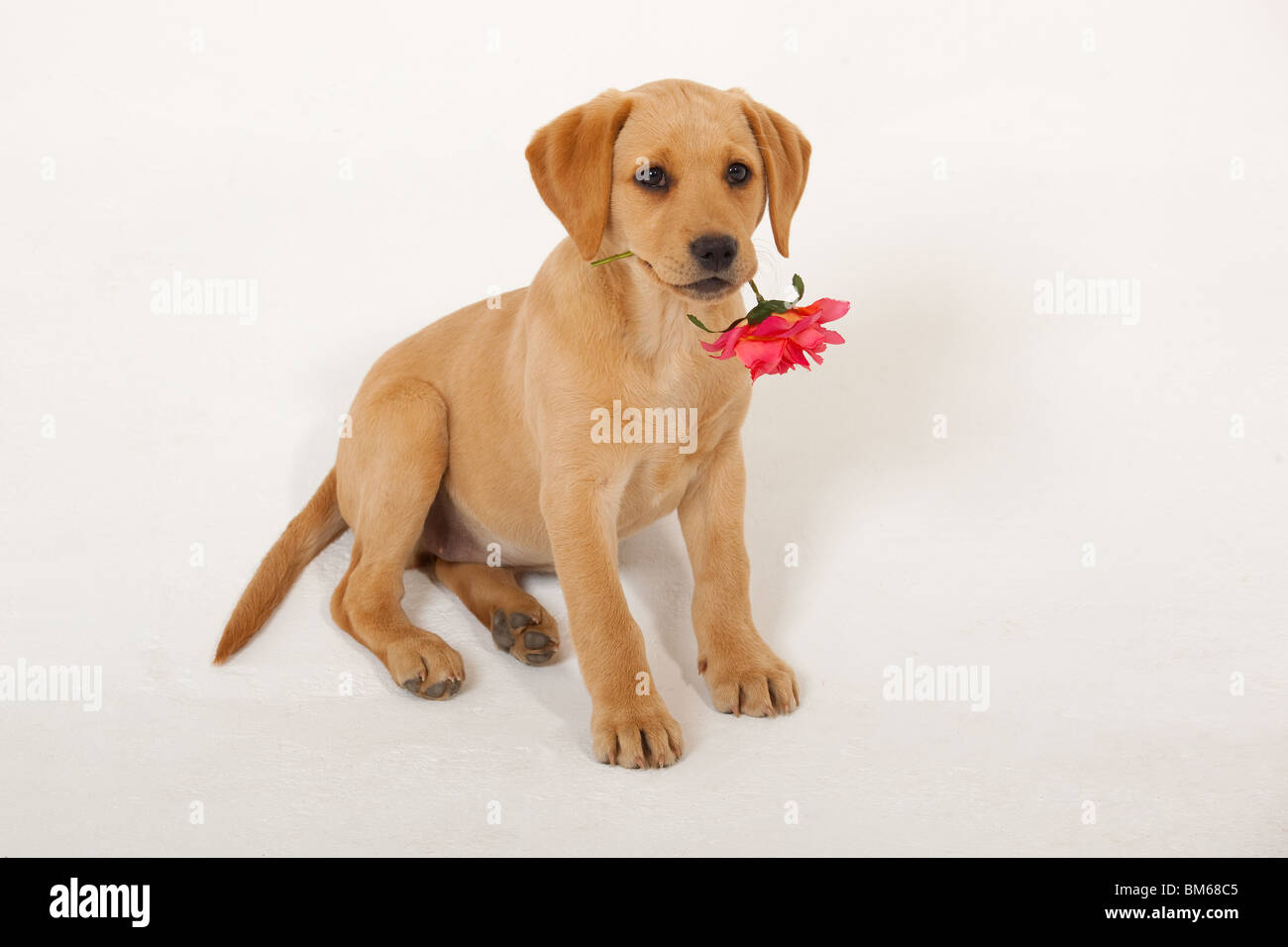 Gelber Labrador-Welpe mit Valentine rose Stockfoto