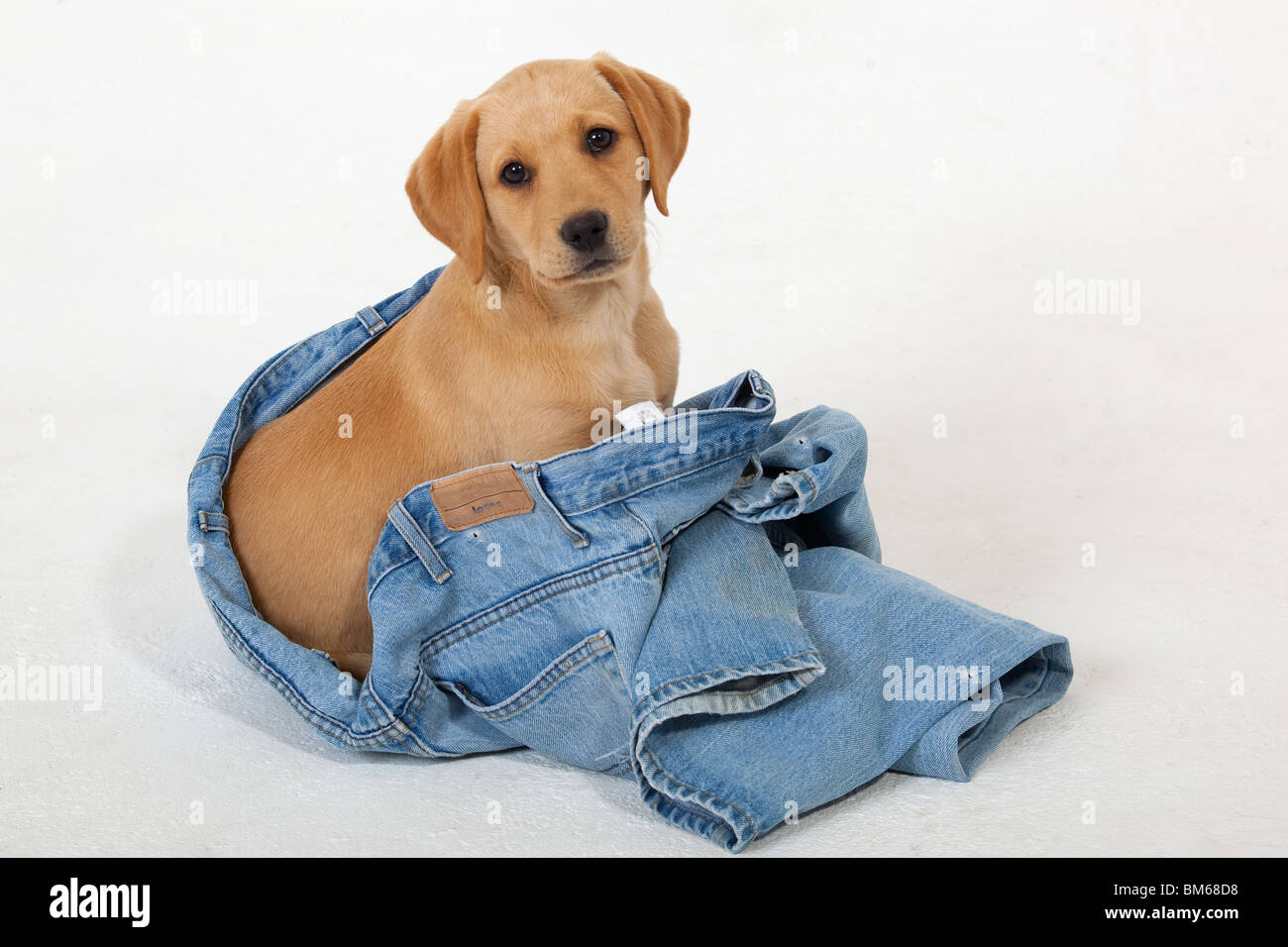 Studio Portraits von gelben Labrador Welpen spielen auf weißem Hintergrund Stockfoto