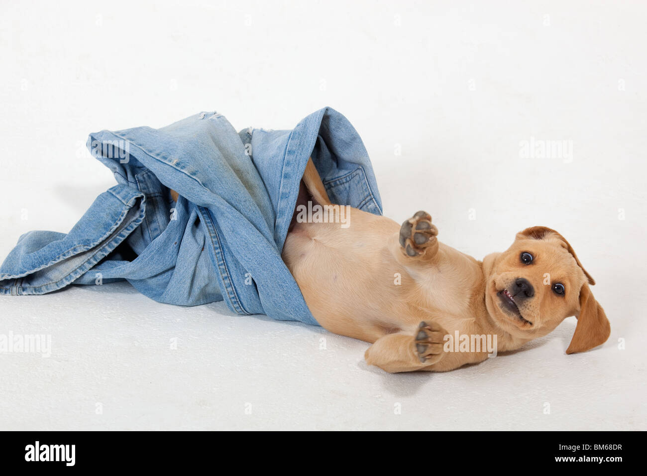 Studio Portraits von gelben Labrador Welpen spielen auf weißem Hintergrund Stockfoto