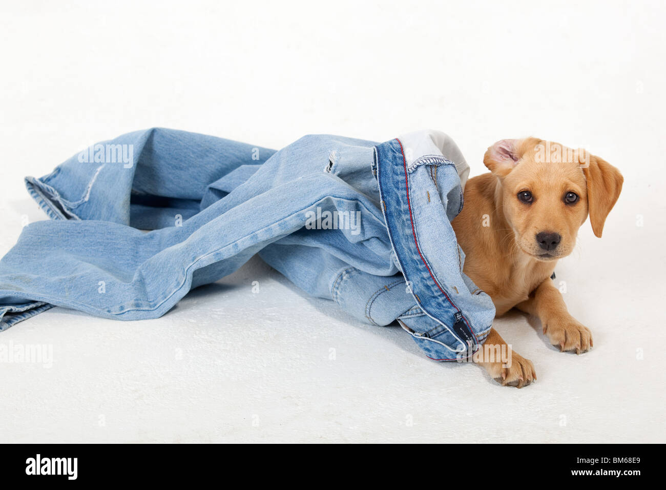 Studio Portraits von gelben Labrador Welpen spielen auf weißem Hintergrund Stockfoto