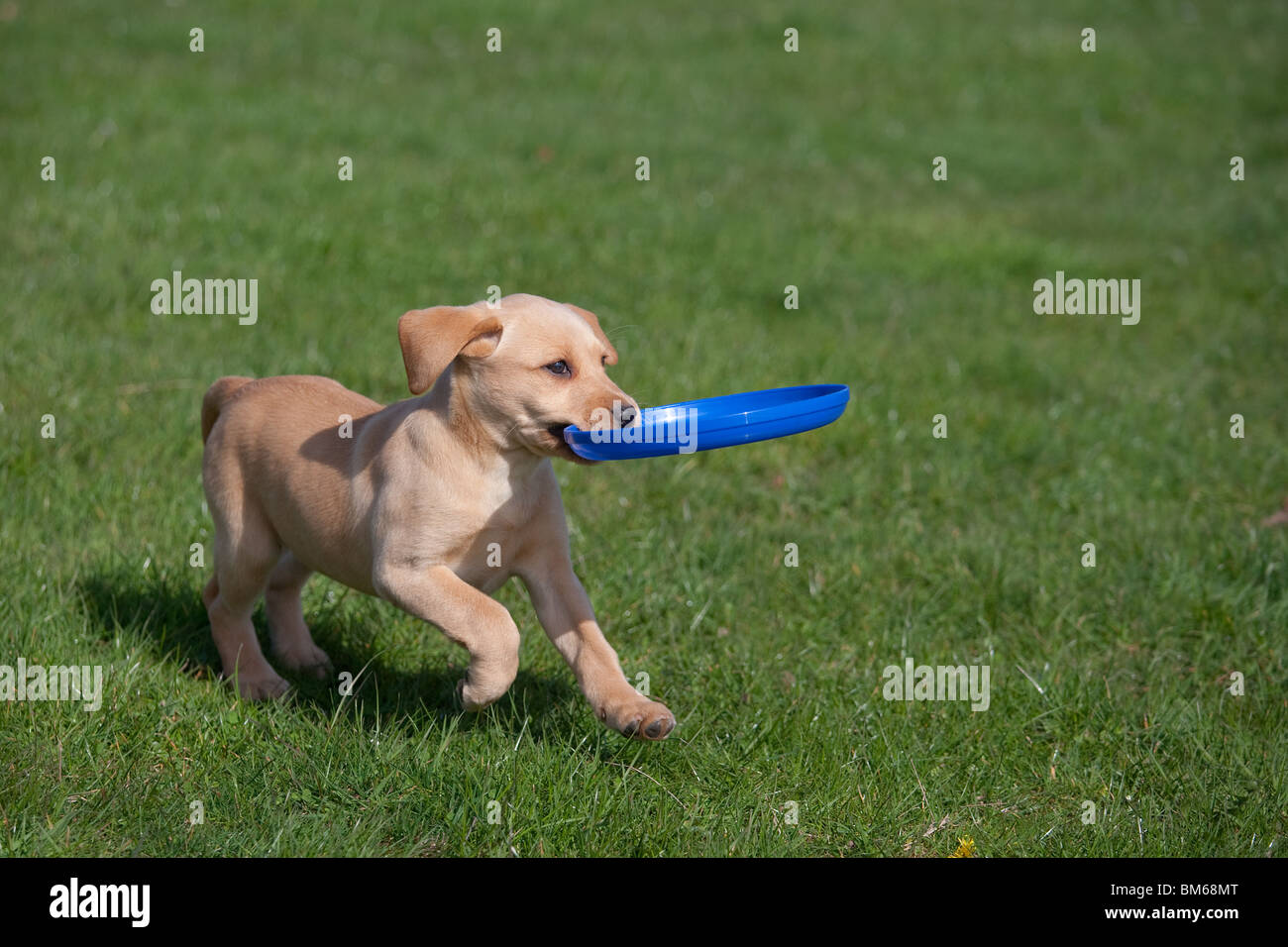 Gelber Labrador-Welpe mit Frisbee spielen Stockfoto