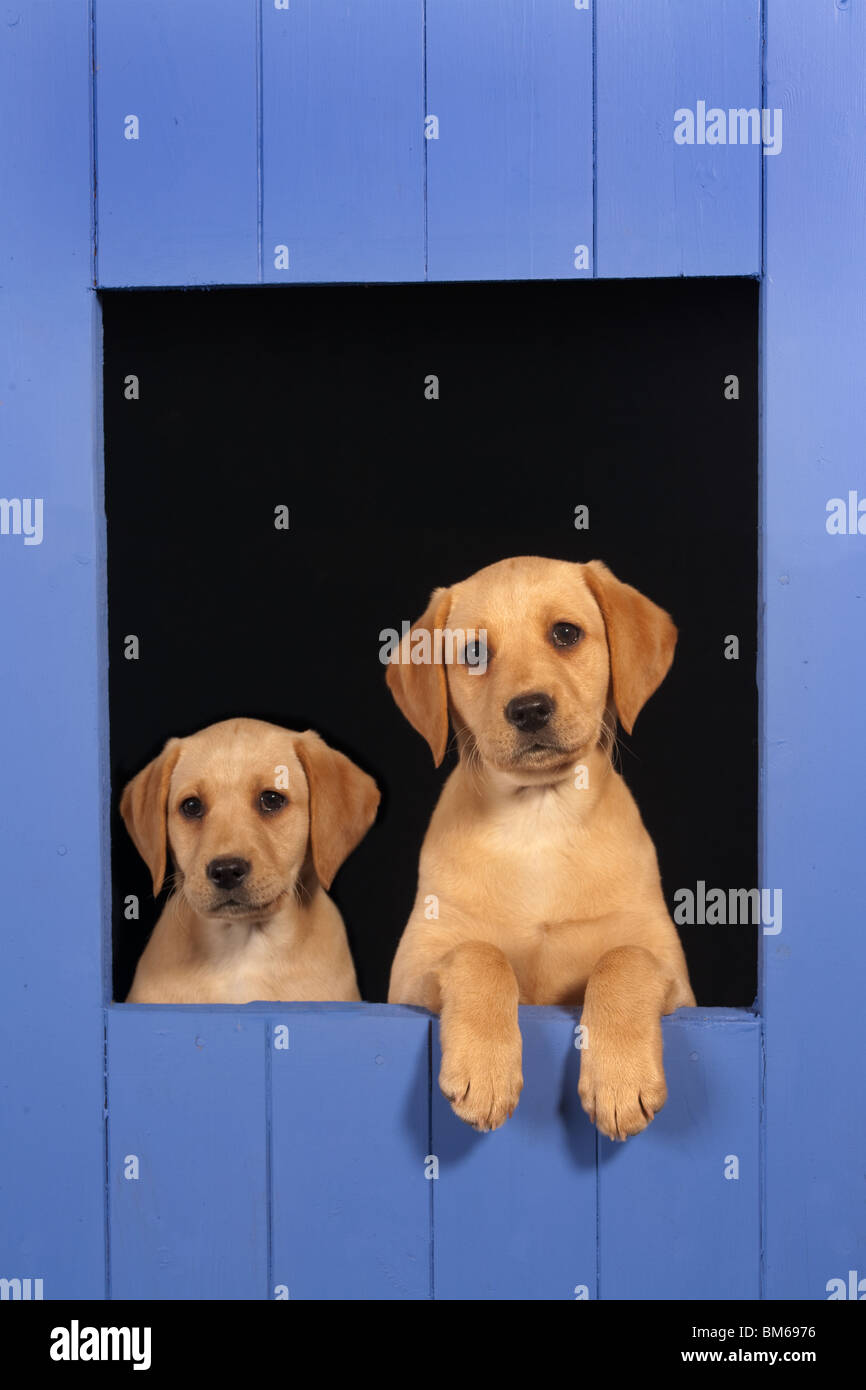 Gelber Labrador Welpen suchen aus blauen Zwinger Stockfoto