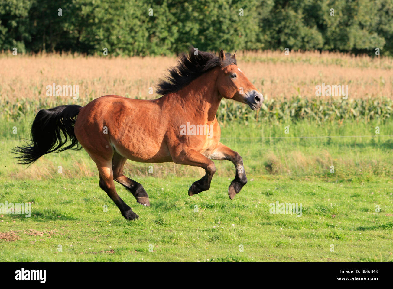 Pferd laufen Stockfoto