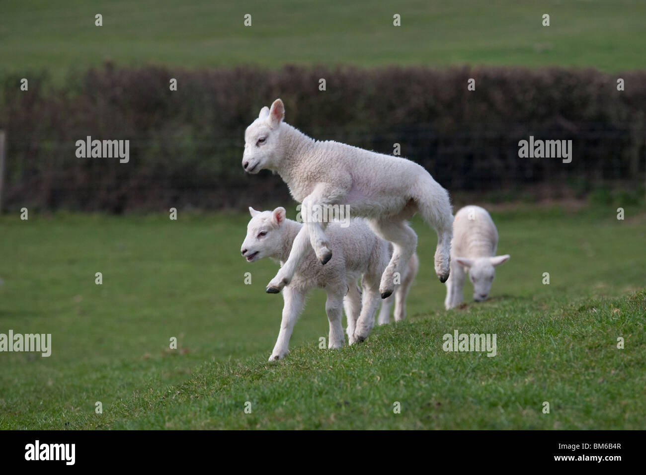 Frühlingslämmer springen in der Frühlingszeit Stockfoto