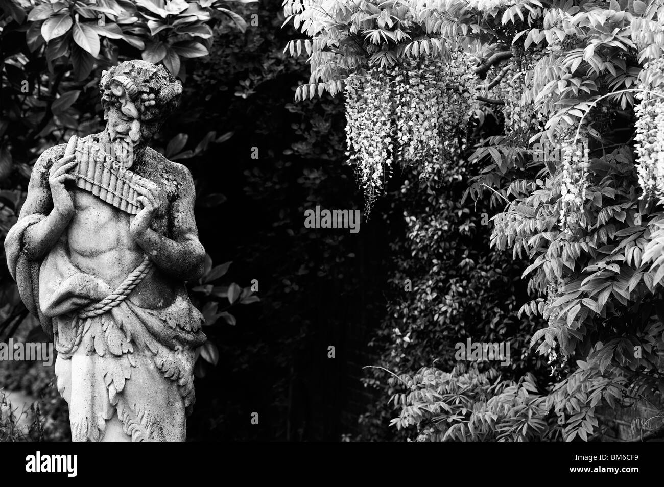 Pan Statue mit Glyzinien Wand Hintergrund bei RHS Wisley Gardens, England. Monochrom Stockfoto