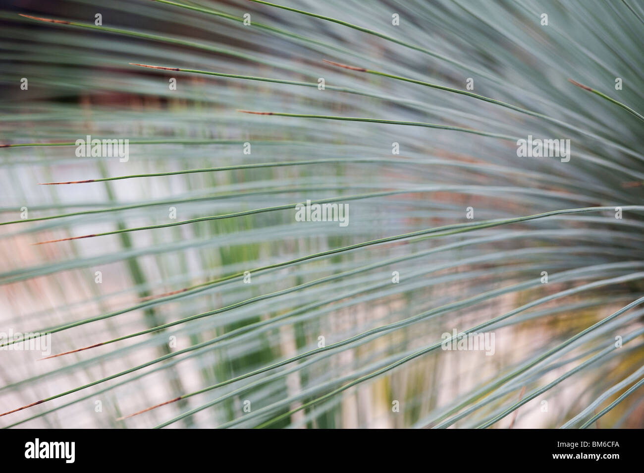 Xanthorrhoea Glauca. Grasbaum Blatt Zusammenfassung Stockfoto