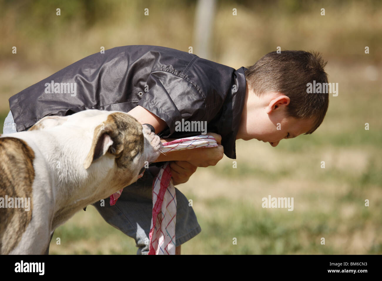 Junge Spielt Mit Bulldogge / junge spielt mit Bulldog Stockfoto