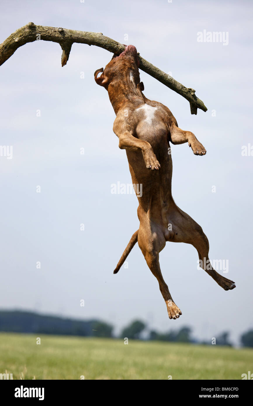 Springender American Pit Bull / springen amerikanische Pitbull Stockfoto
