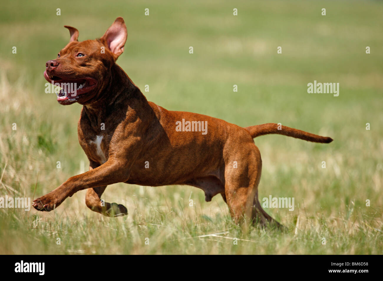 Amerikanischer Pit-Bullterrier Stockfoto