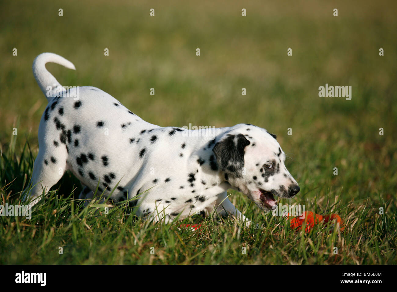 Dalmatiner / Dalmatiner Stockfoto