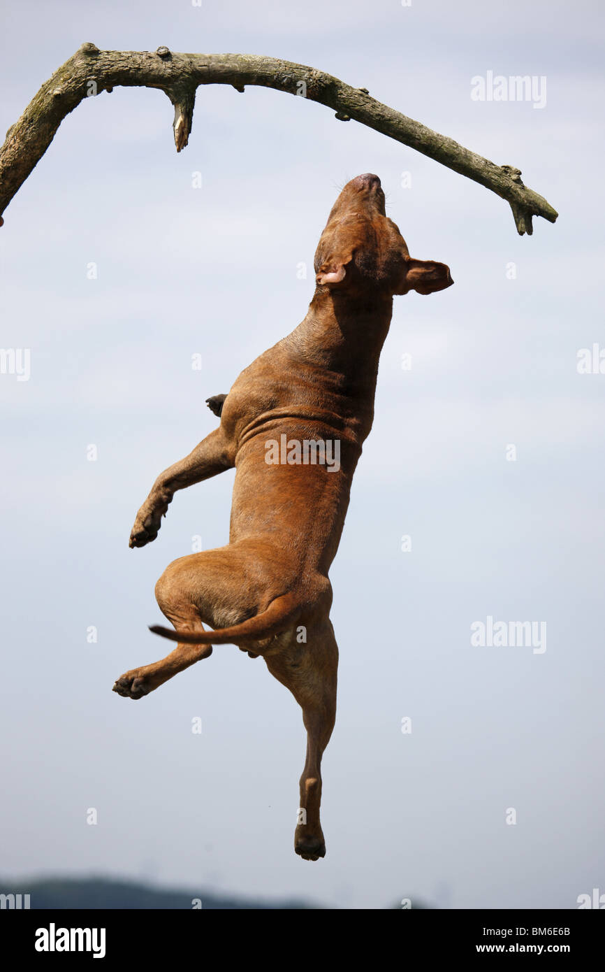 Springender American Pit Bull / springen amerikanische Pitbull Stockfoto
