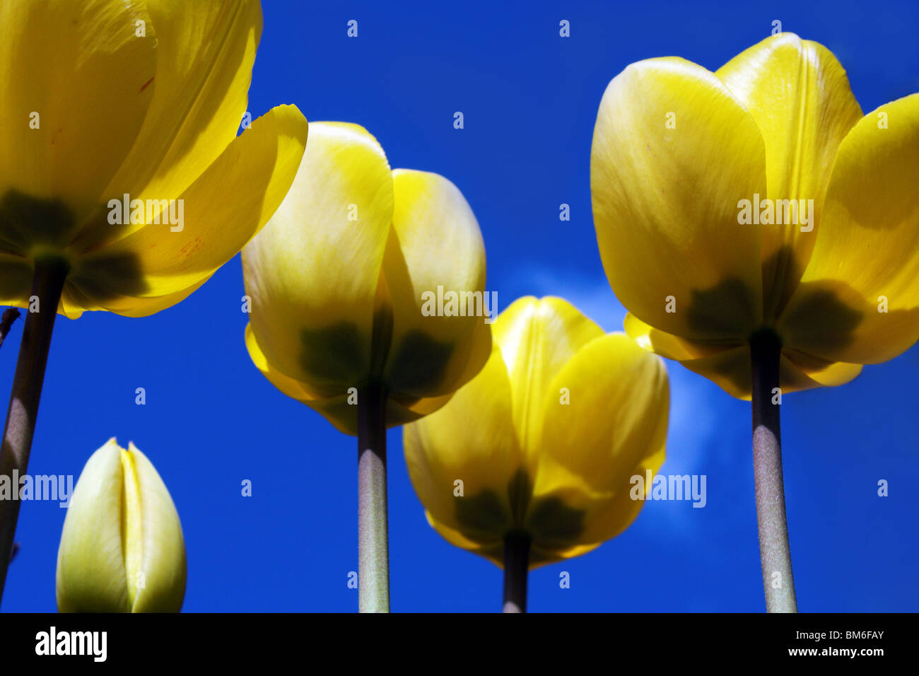 Fünf gelbe Tulpen entnehmen Sie bitte mit den leuchtend blauen Frühjahr / Sommer Himmel als Hintergrund Stockfoto