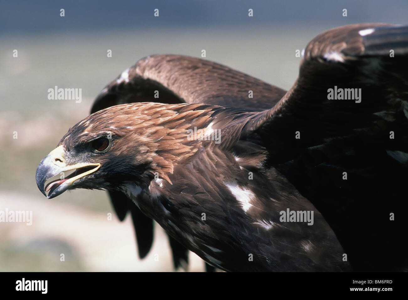 Golden Eagle Festival, Bayan Ölgii, Altai-Gebirge, Mongolei Stockfoto