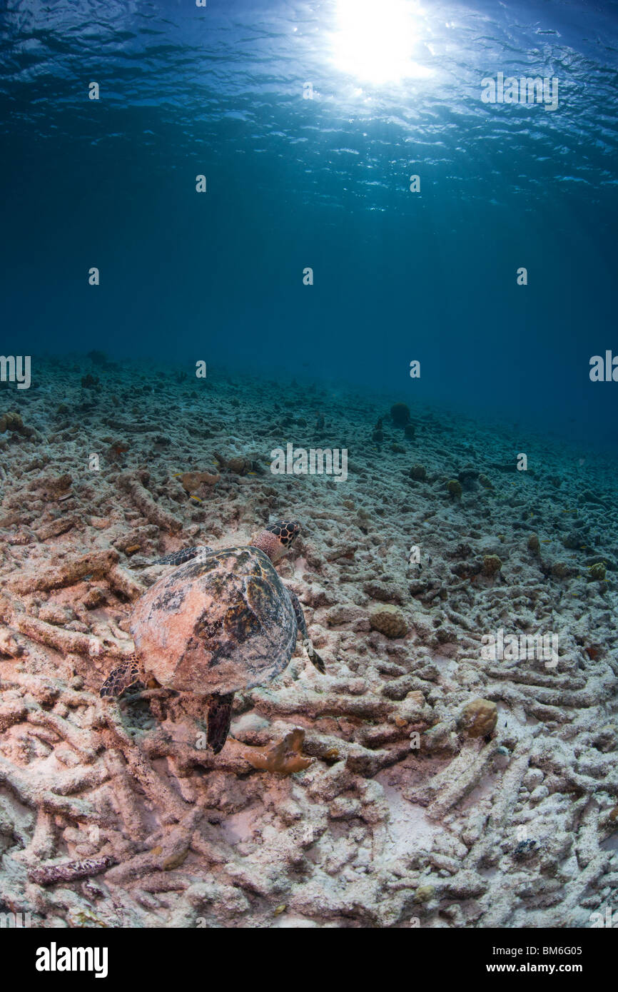 Atlantische Karettschildkröte (Eretmochelys Imbricata Imbricata) über ein tropisches Korallenriff schwimmen Stockfoto