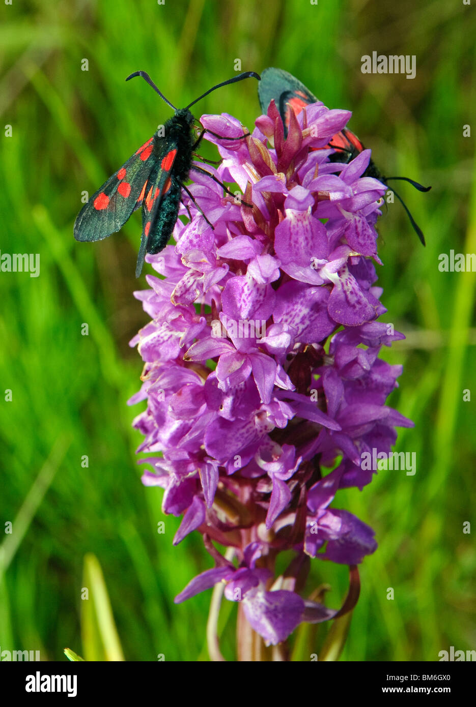 Sechs-Spot Burnet Motten Zygaena Filipendulae auf gemeinsame Orchidee entdeckt (Dactylorhiza Fuchsii), Sutton Manor, Merseyside Stockfoto