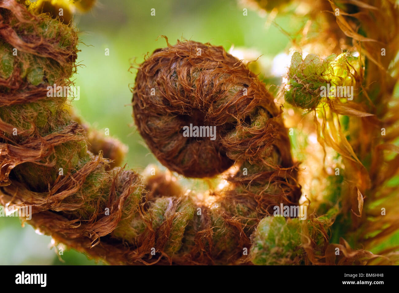 Detail der keimhaft jungen Wedel von gemeinsamen Wurmfarn (Dryopteris Filix-Mas) Stockfoto