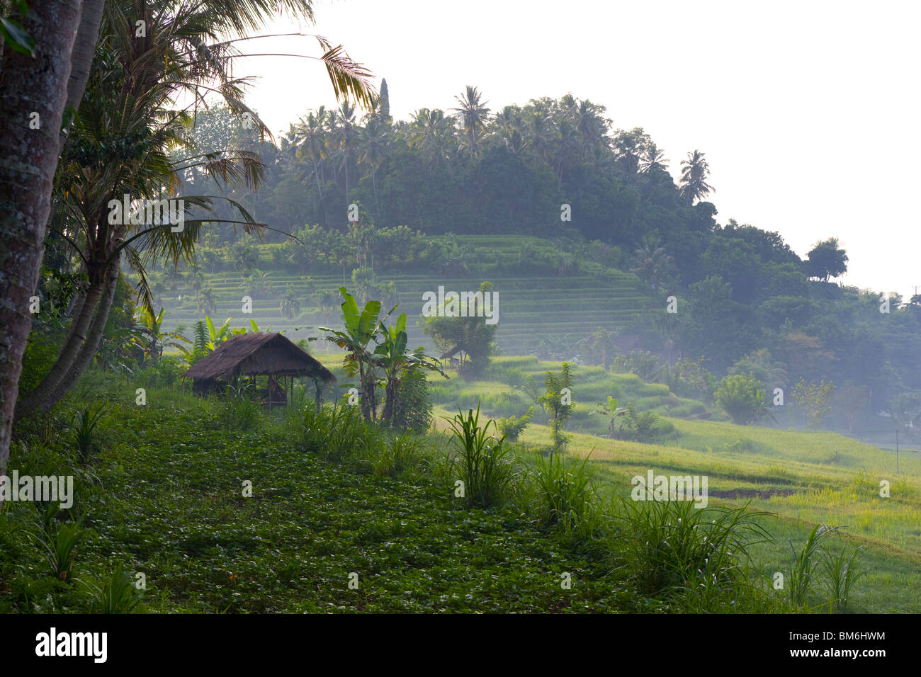 Reisfeld am Tirta Gangga, Bali Indonesien Stockfoto