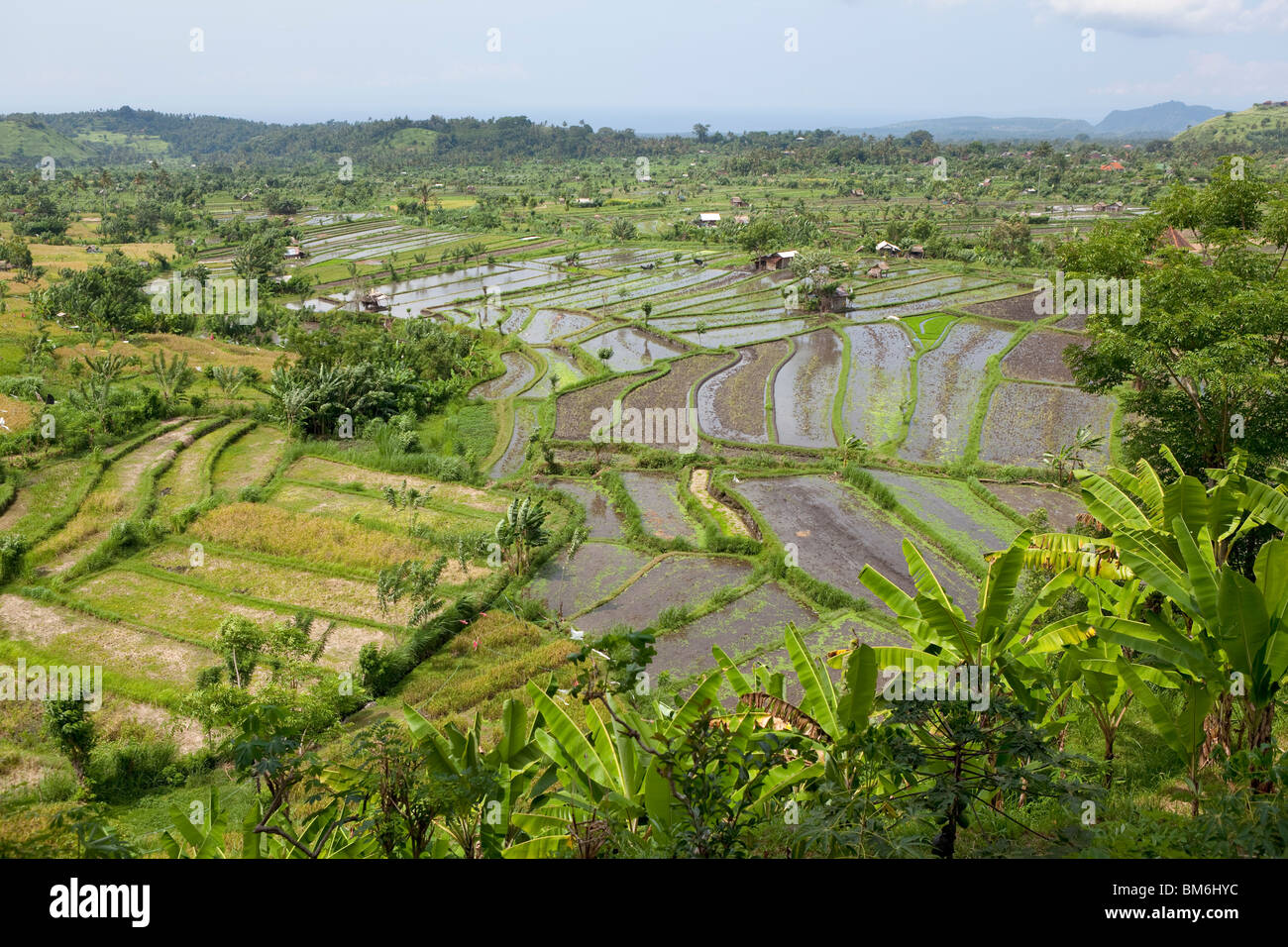 Reisfeld am Tirta Gangga Bali Indonesien Stockfoto