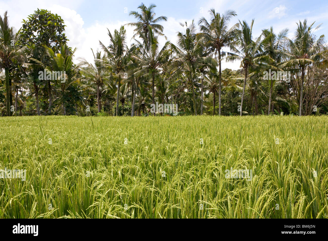 Reiskörner, die Reifung auf Stiel reif für die Ernte in einem Reisfeld in Bali Indonesien Stockfoto