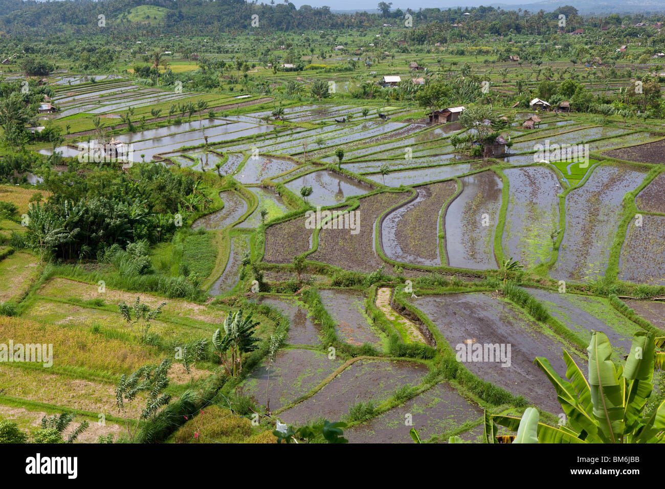 Reisfeld am Tirta Gangga Bali Indonesien Stockfoto