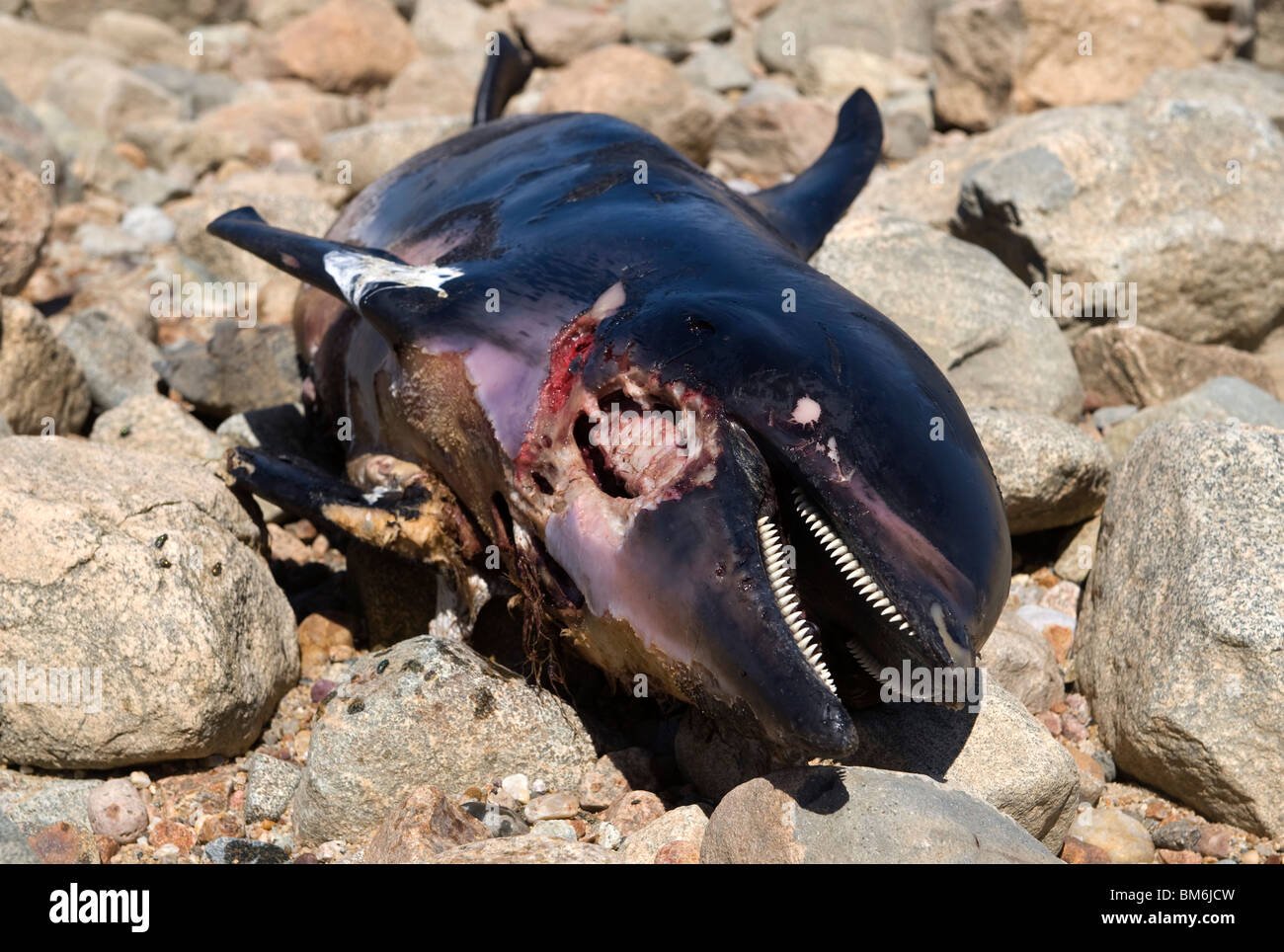 Toter Delphin am Strand von Dennis, Cape Cod. Stockfoto