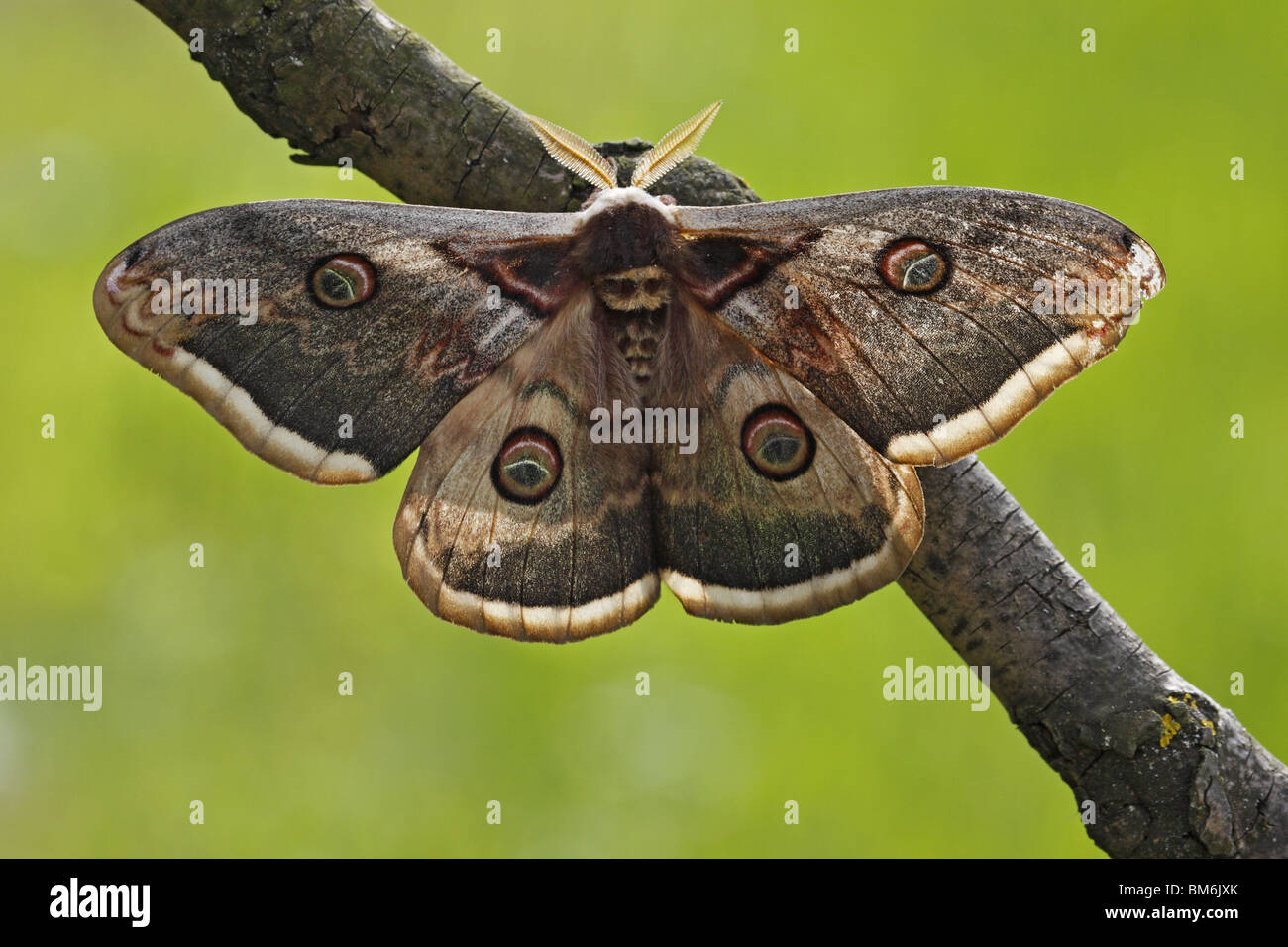 Wiener, großen, Nachtpfauenauge Wiener, Large, Kaiser Nachtfalter, Motte, Schmetterling, Saturnia pyri Stockfoto