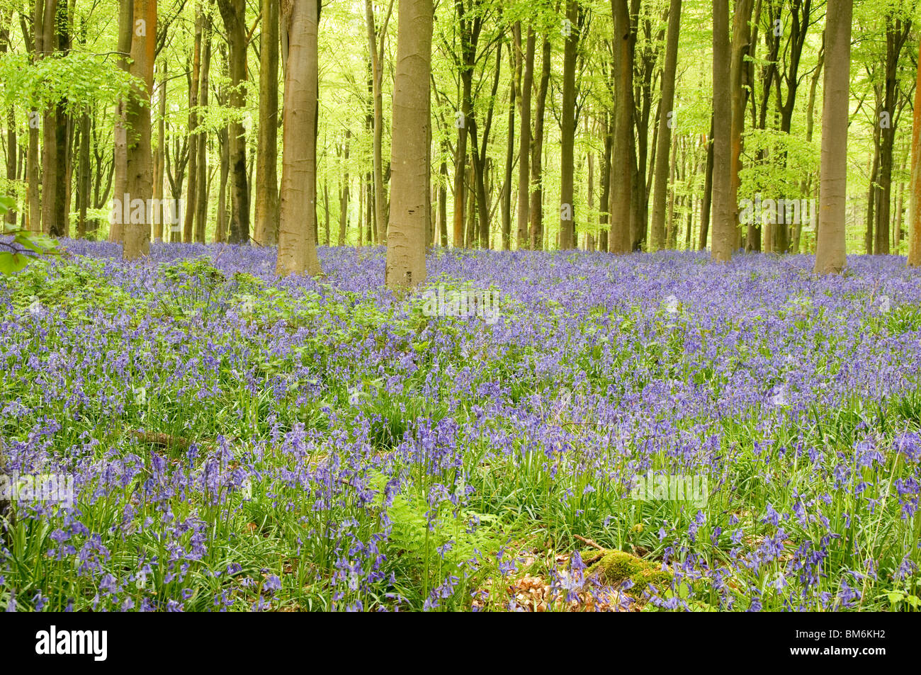 Bluebells bei West Woods Marlborough Wiltshire England Großbritannien Stockfoto