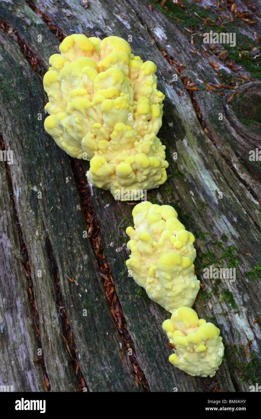 Huhn des Waldes (Laetiporus Sulphureus), auch bekannt als der Schwefel Polypore. Stockfoto