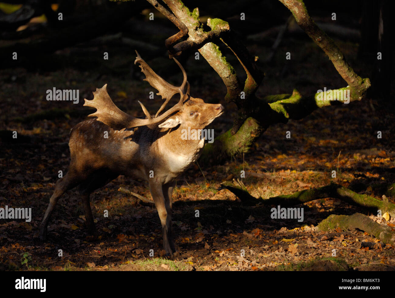 Damwild Buck (Dama Dama), männliche kratzen Baum während der Brunftzeit. Lorraine, Frankreich Stockfoto