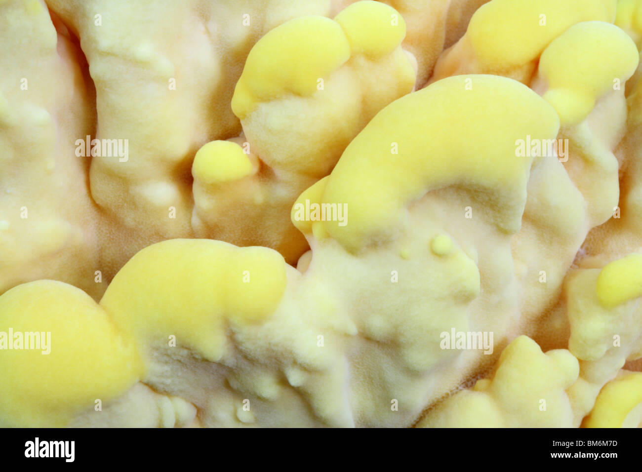 Huhn des Waldes (Laetiporus Sulphureus), auch bekannt als der Schwefel Polypore. Stockfoto
