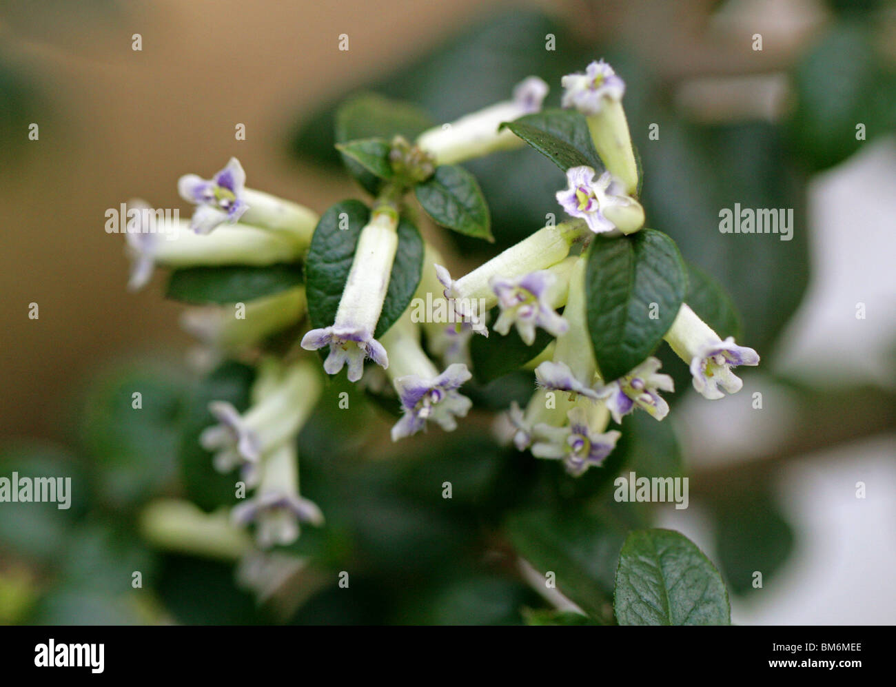 Huayún, Rhaphithamnus Spinosus, Verbenaceae, Chile, Südamerika. Aka Volkameria Spinosa. Stockfoto