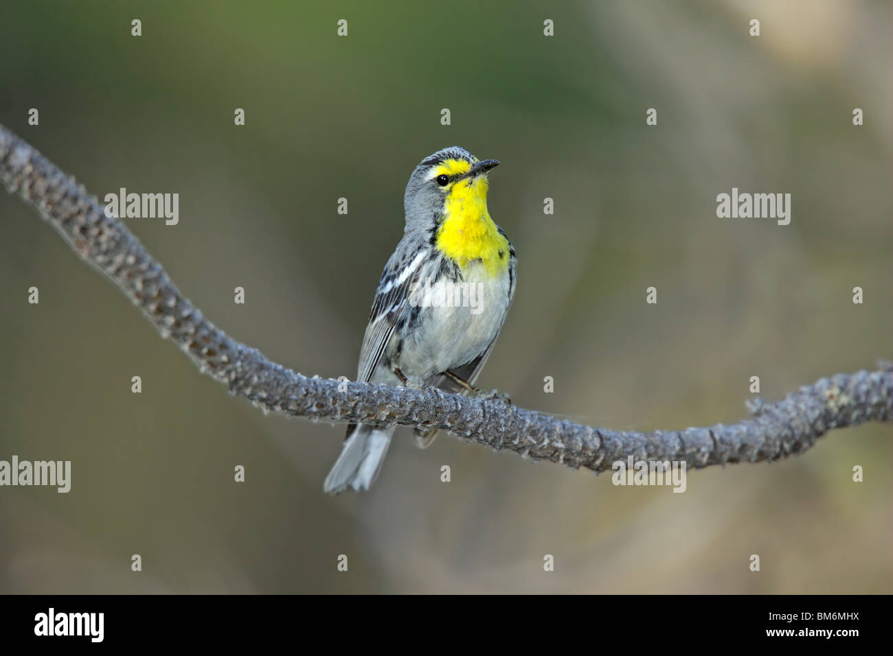 Graces Warbler Stockfoto