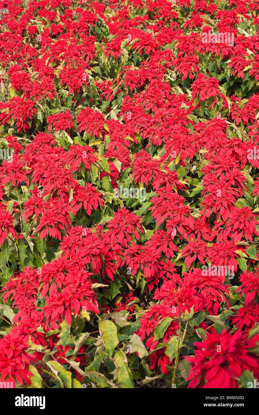 Weihnachtssterne (Euphorbia Pulcherrima) in voller Blüte in Hawaii. Stockfoto