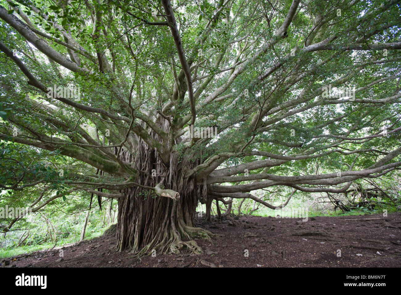 Ein großer Verbreitung Banyanbaum (Ficus sp.) sendet Luftwurzeln um ein Hauptstamm auf dem Pipiwai Trail auf Maui, Hawaii. Stockfoto