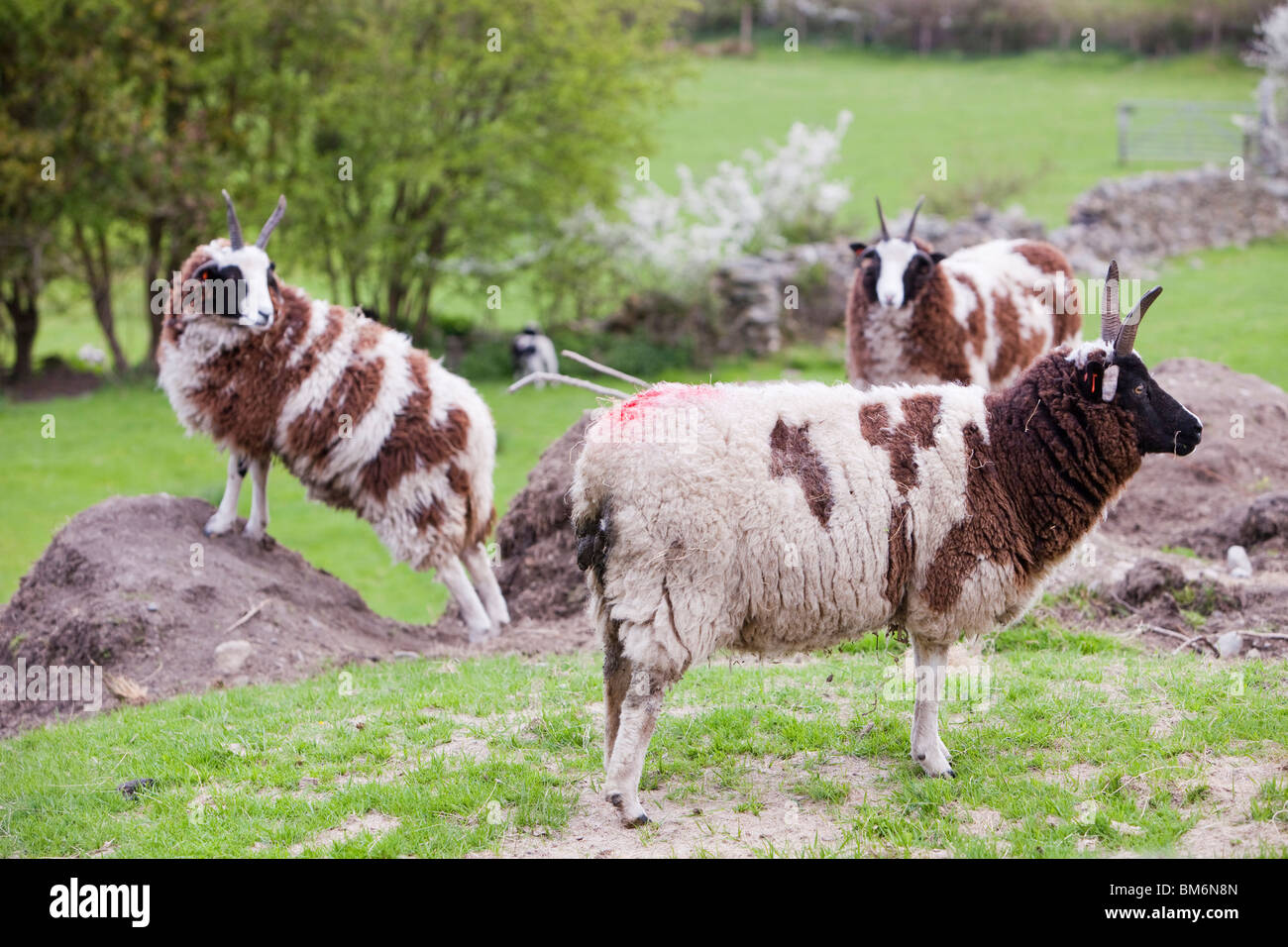 Jacobs-Schafe in einem Feld in der Lyth Valley, South Cumbria, UK. Stockfoto