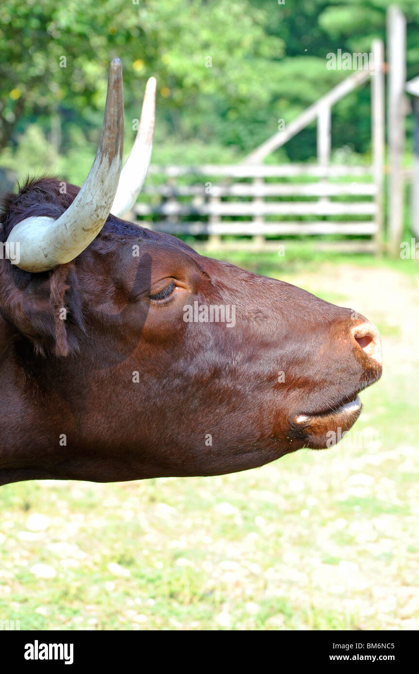 Bull Stockfoto