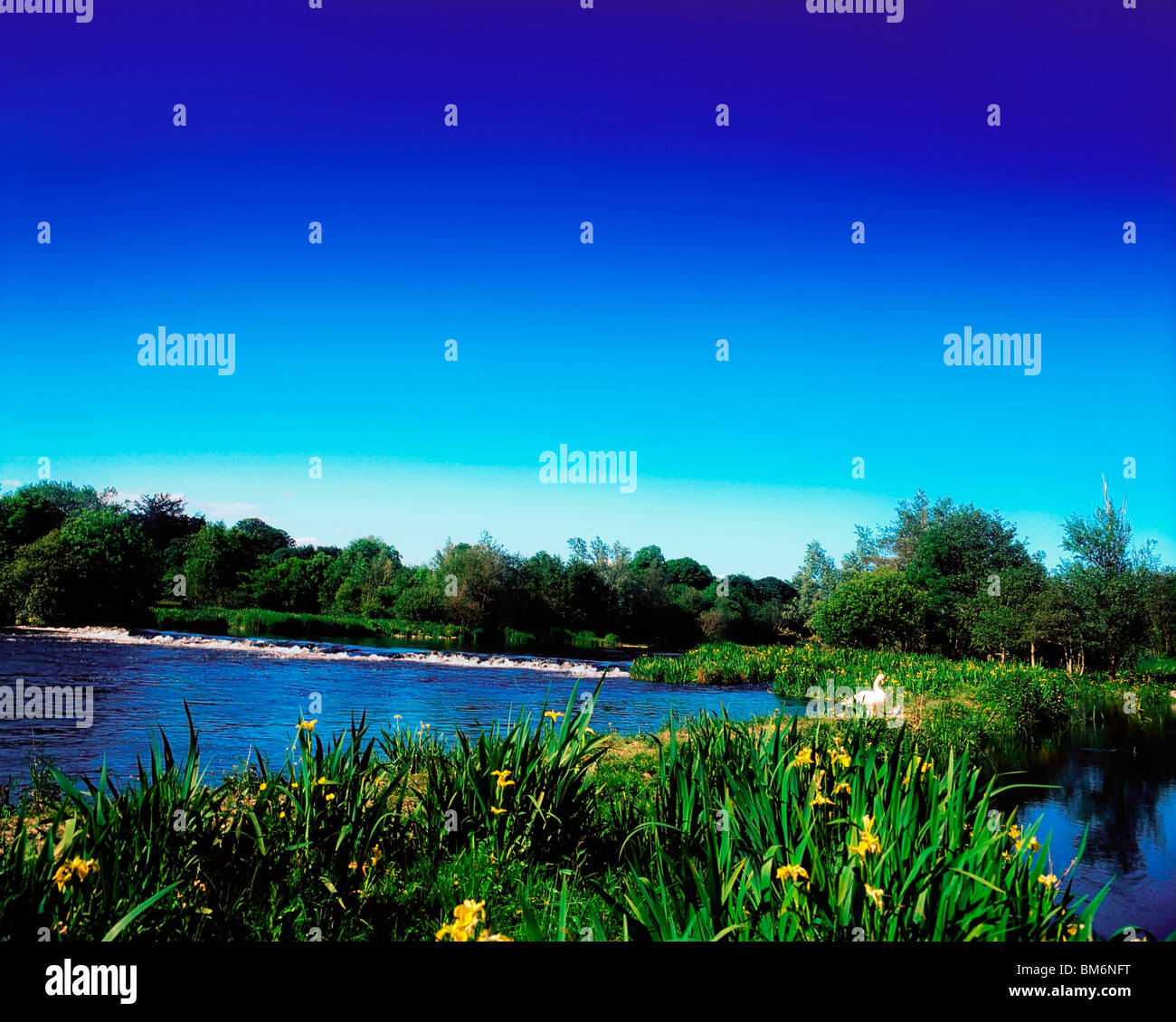 Shannon an Castleconnell, Co Limerick, Irland Stockfoto